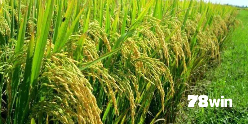 Lúa là thức ăn chính trong chế độ dinh dưỡng