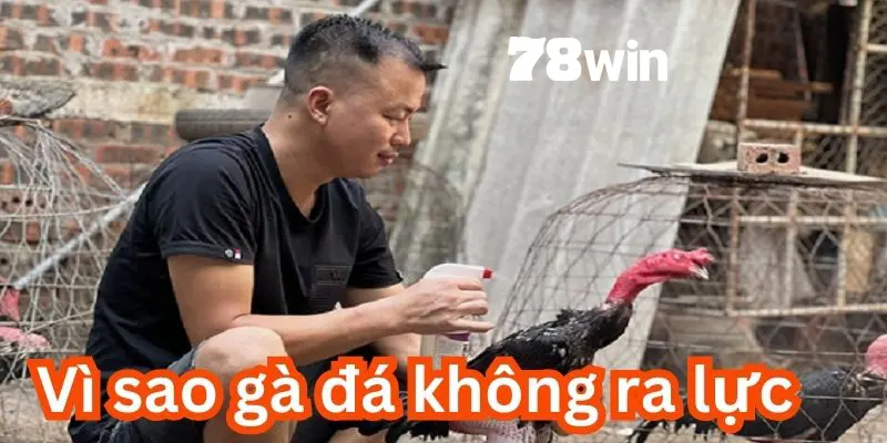 Nuôi gà đá ra lực rất quan trọng